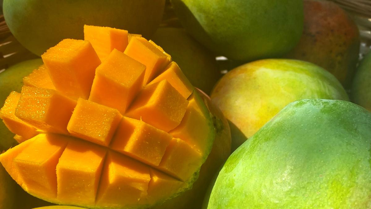 Discover native mango varieties in Chennai