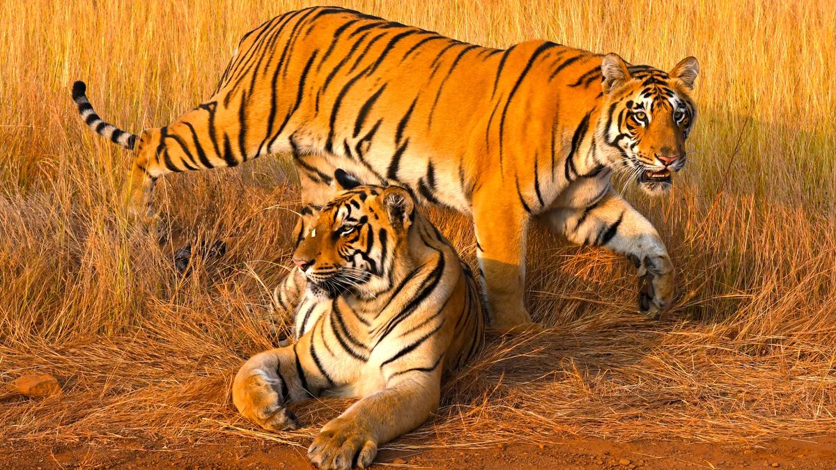 The tale of the tigers