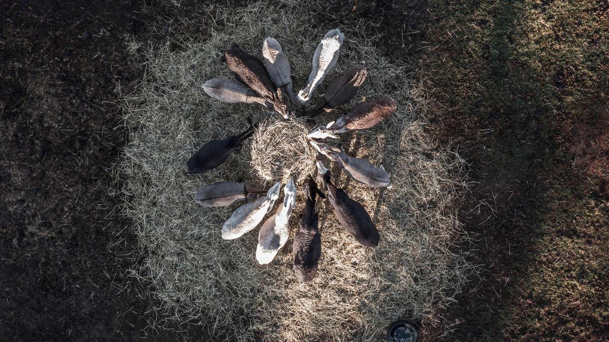 China’s Ejiao boom kills six million donkeys a year