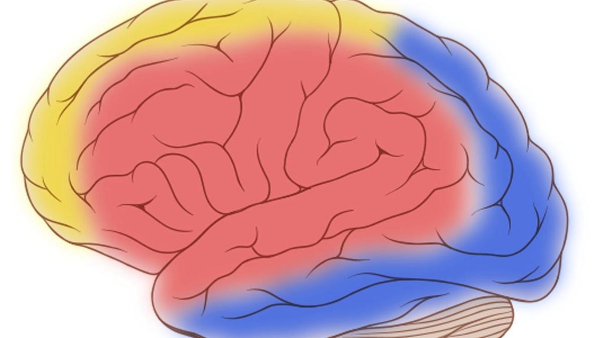 Connexin proteins rally arteries to nourish brain on demand