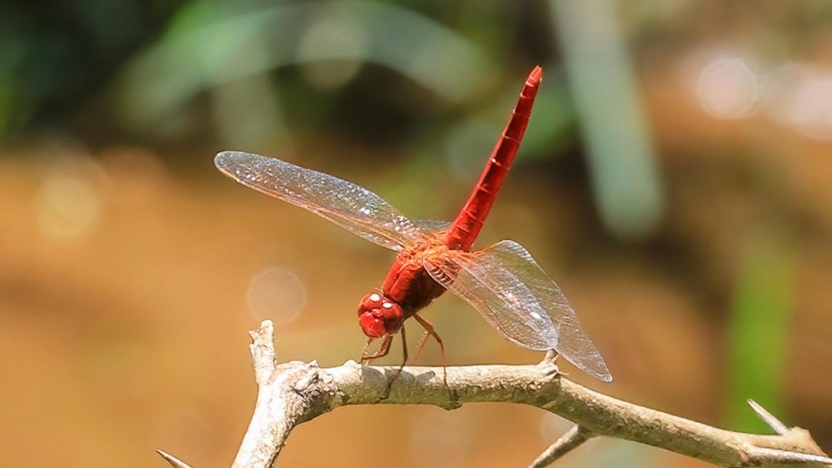 Ice Age’s winged relic rediscovered in Western Ghats