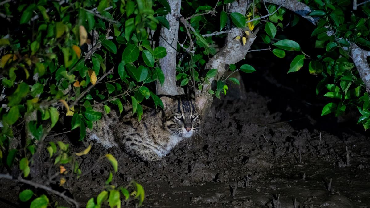 In search of the elusive and threatened fishing cat
