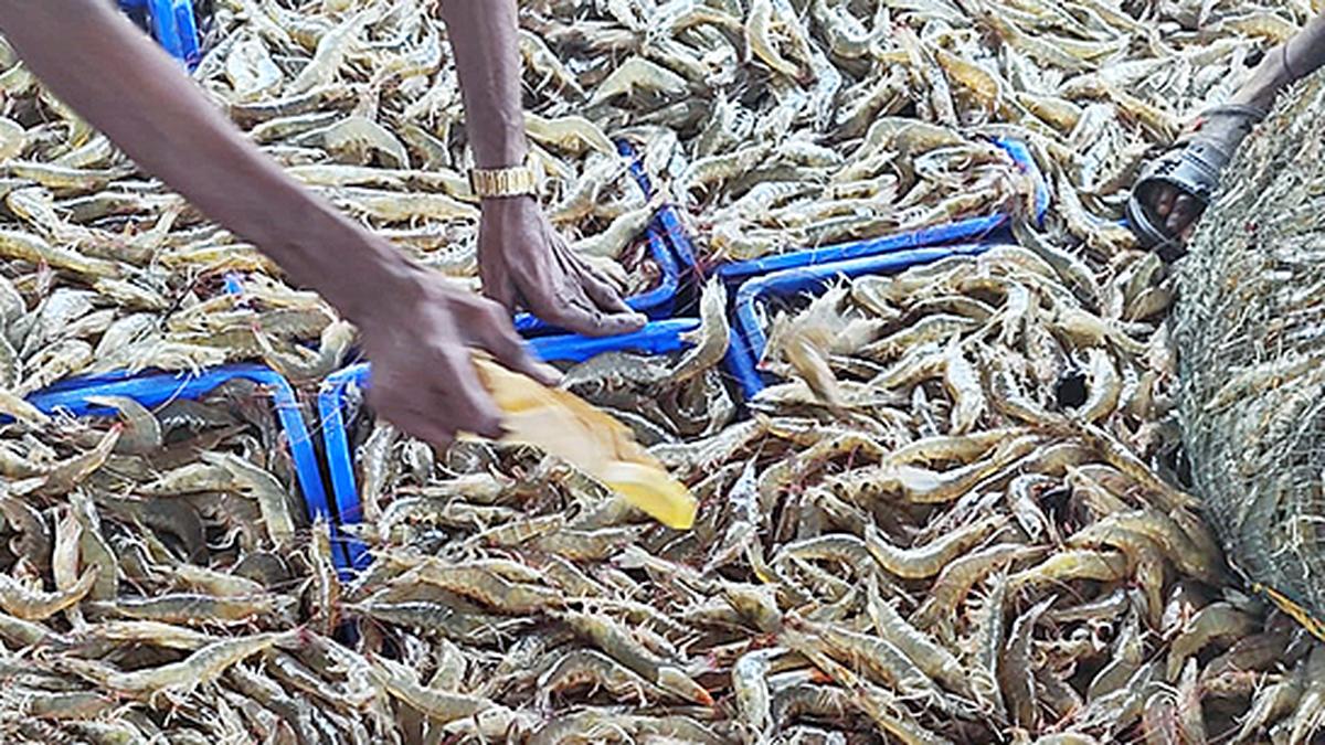 Shrimp export volume set to decline 15-18% on higher U.S. tariffs, says CRISIL 