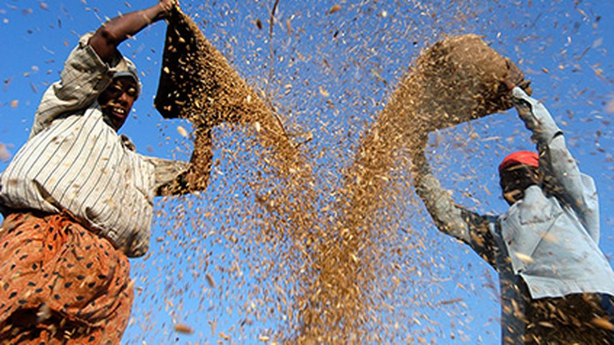 Paddy, pulses acreage has increased this kharif season: Centre