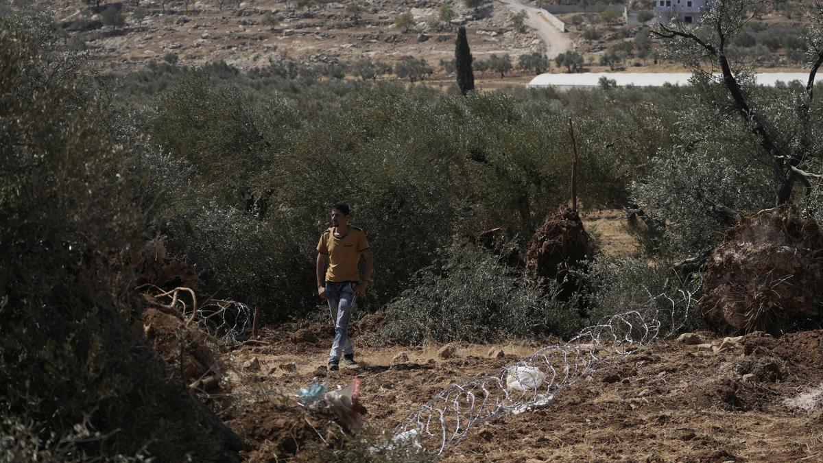 Israeli bulldozers uproot hundreds of trees in West Bank village