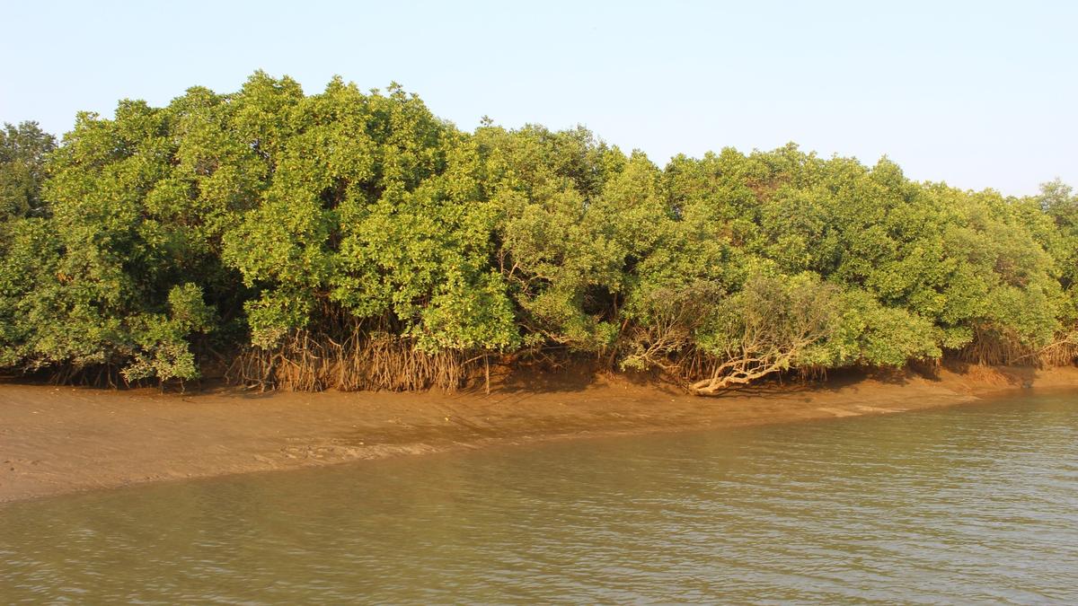 Efforts to restore mangroves can turn the tide on India’s coastal security