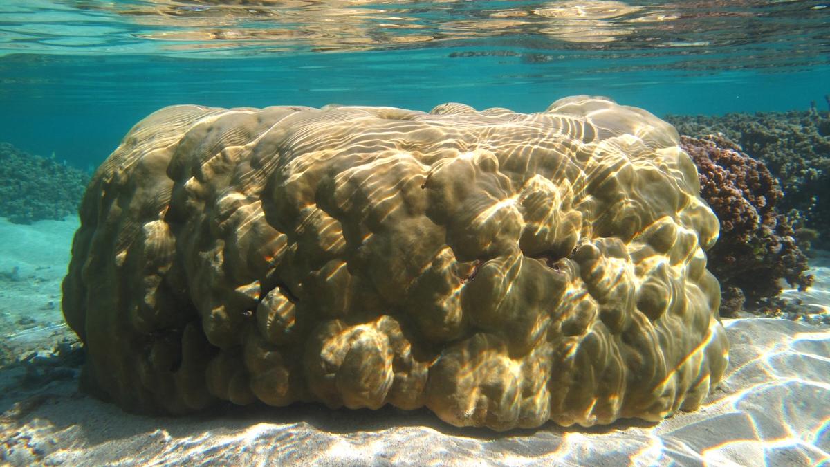 Data show seas rising faster around Maldives, Lakshadweep than believed