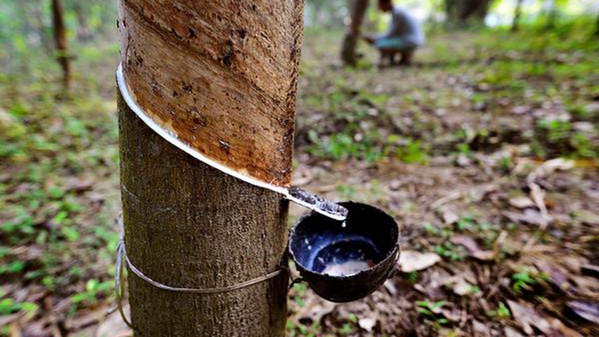 A beetle-fungi combo threatens plantations in rubber capital Kerala