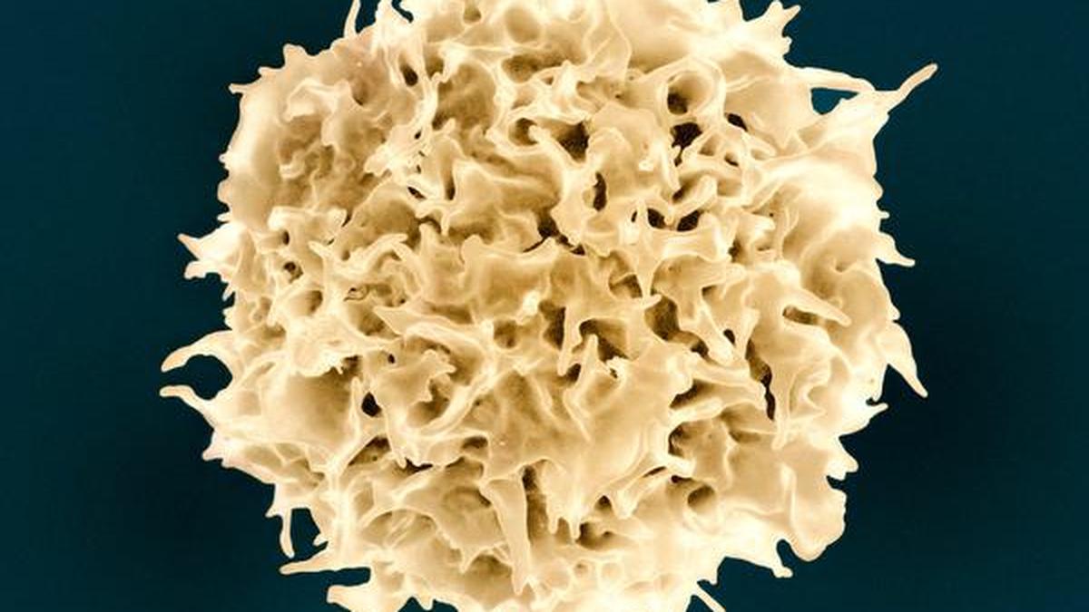 Scientists use AI-designed proteins to generate immune cells 