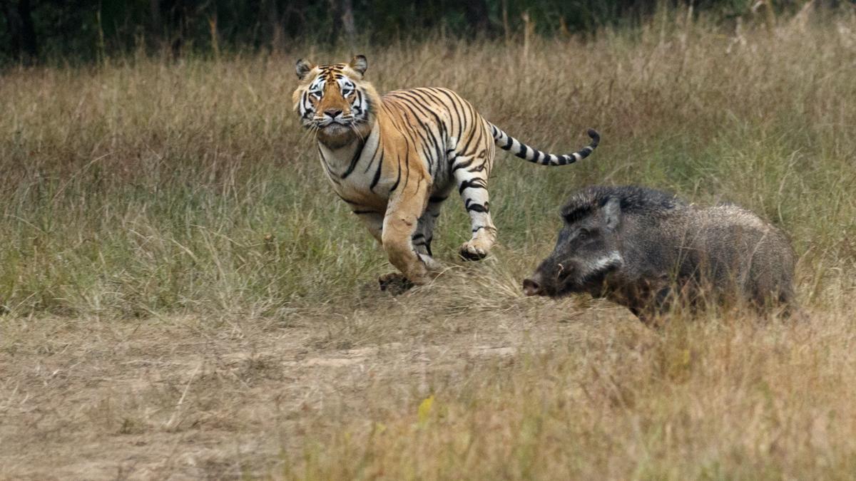 Biodiversity everywhere is ordered by a common ‘hidden’ pattern