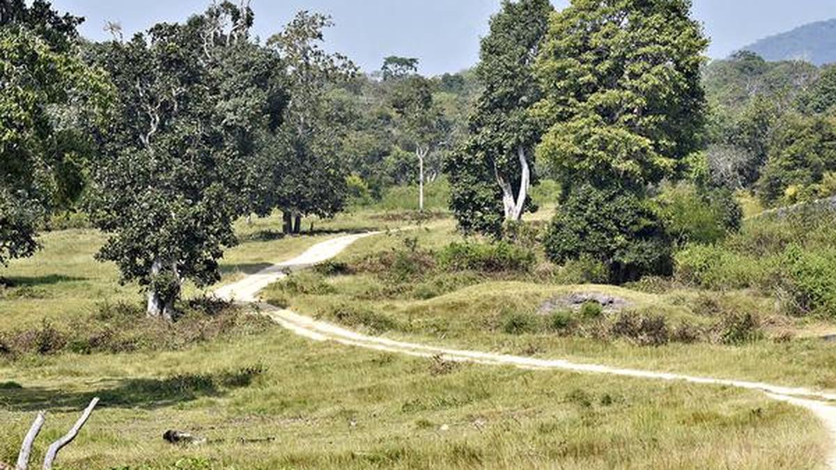 Is India underestimating the cost of dealing with invasive species?