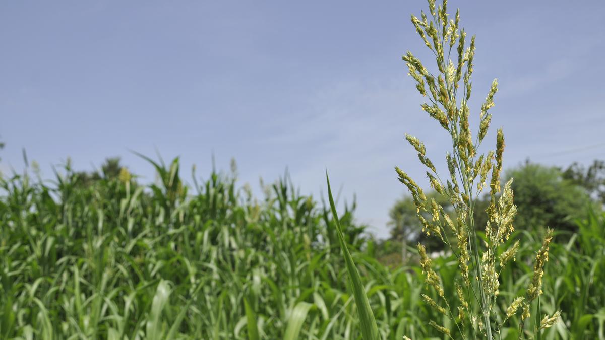 Scientists find gene that keeps rice from breaking during milling