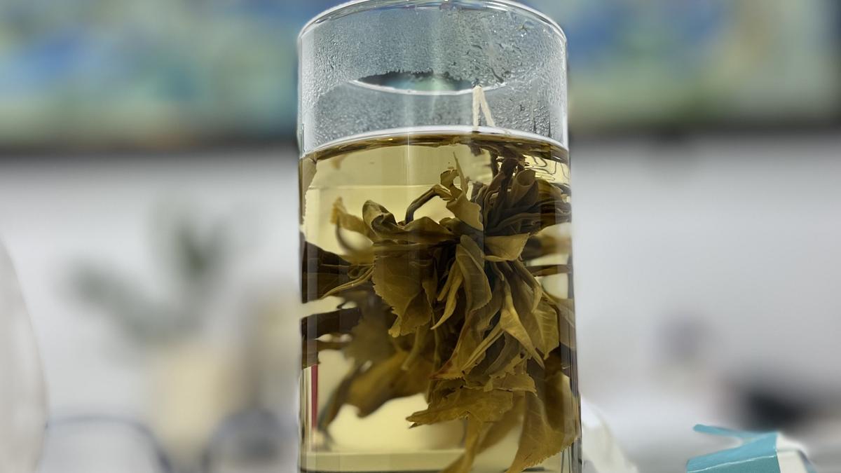 Assam’s Woolah Tea secures patent for India’s first bagless tea