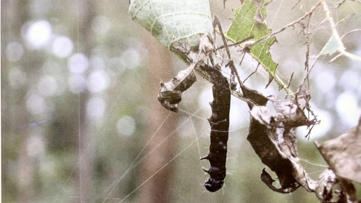 Game-changer virus developed by Kerala Forest Research Institute can help save teak plantations