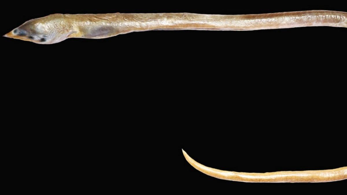 New species of finless snake eel named after Kanniyakumari