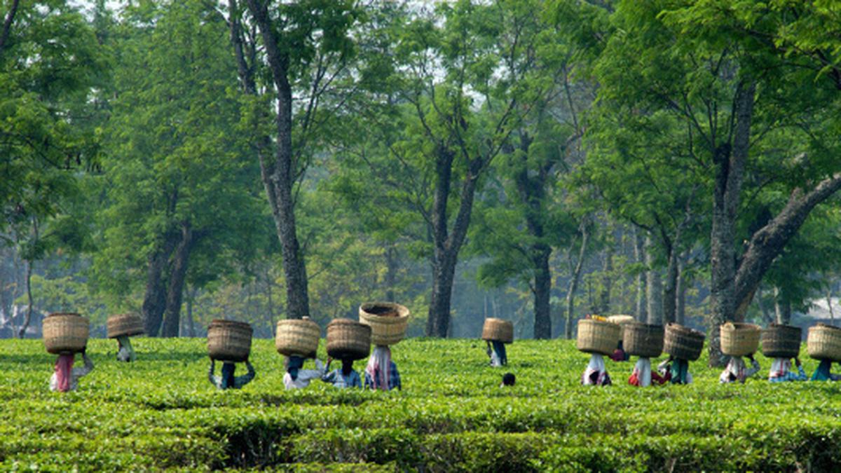 U.S. tariffs likely to hit Indian tea exports, says Indian Tea Association