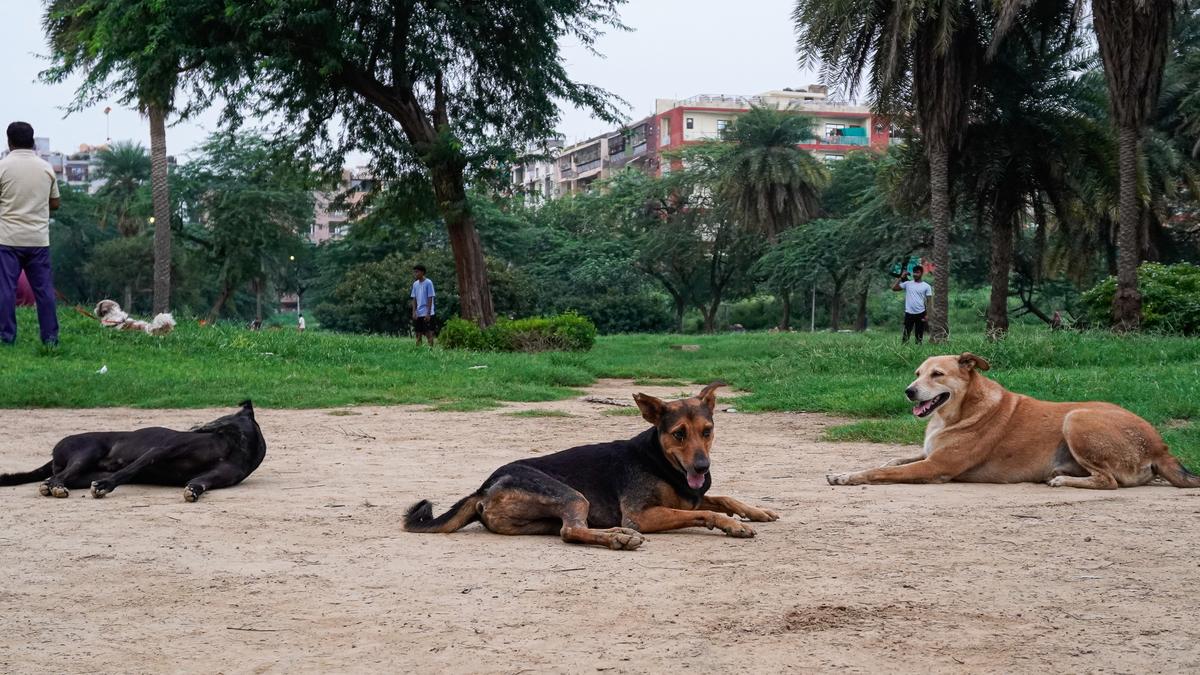 Using science to address India’s dog crisis