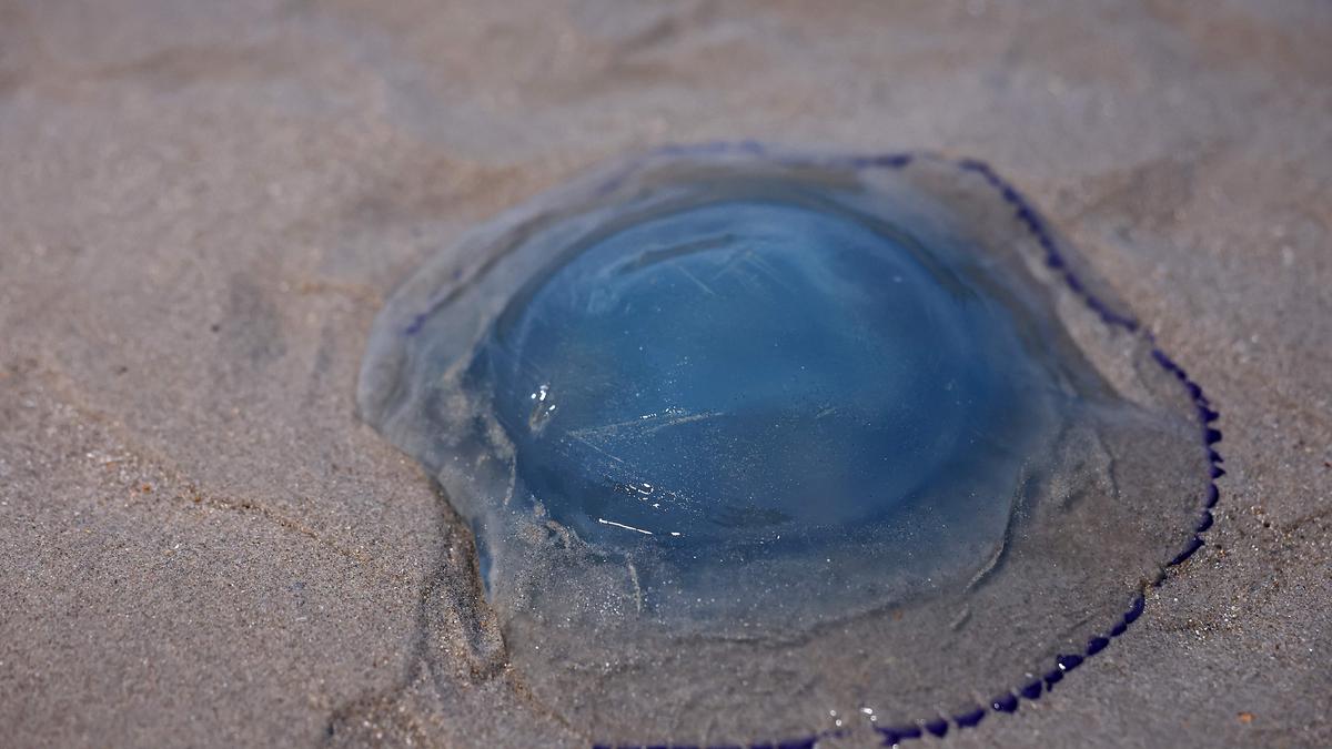 Jellyfish swarm shutters another French nuclear reactor