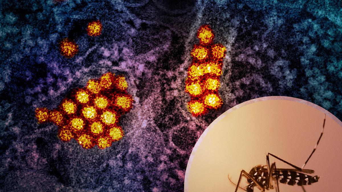 Crosstalk: waning immunity against Japanese encephalitis worsens dengue