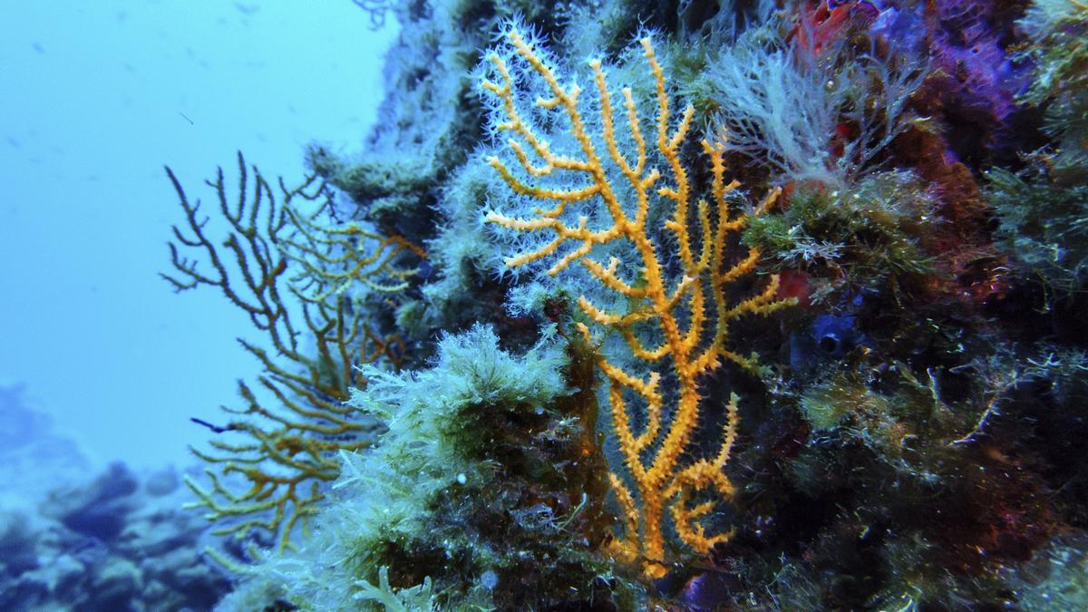 Nations ratify the world’s first treaty to protect international waters