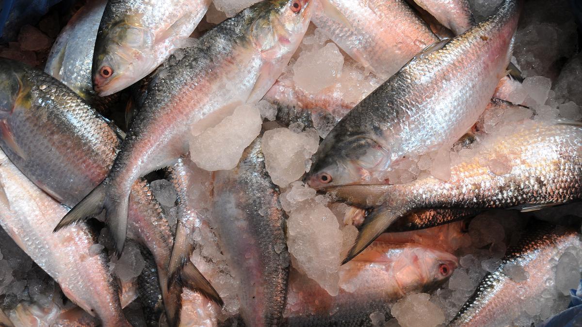 Bangladesh sending 1,200 tonnes of hilsa ahead of festive season as gesture of ‘enduring friendship’