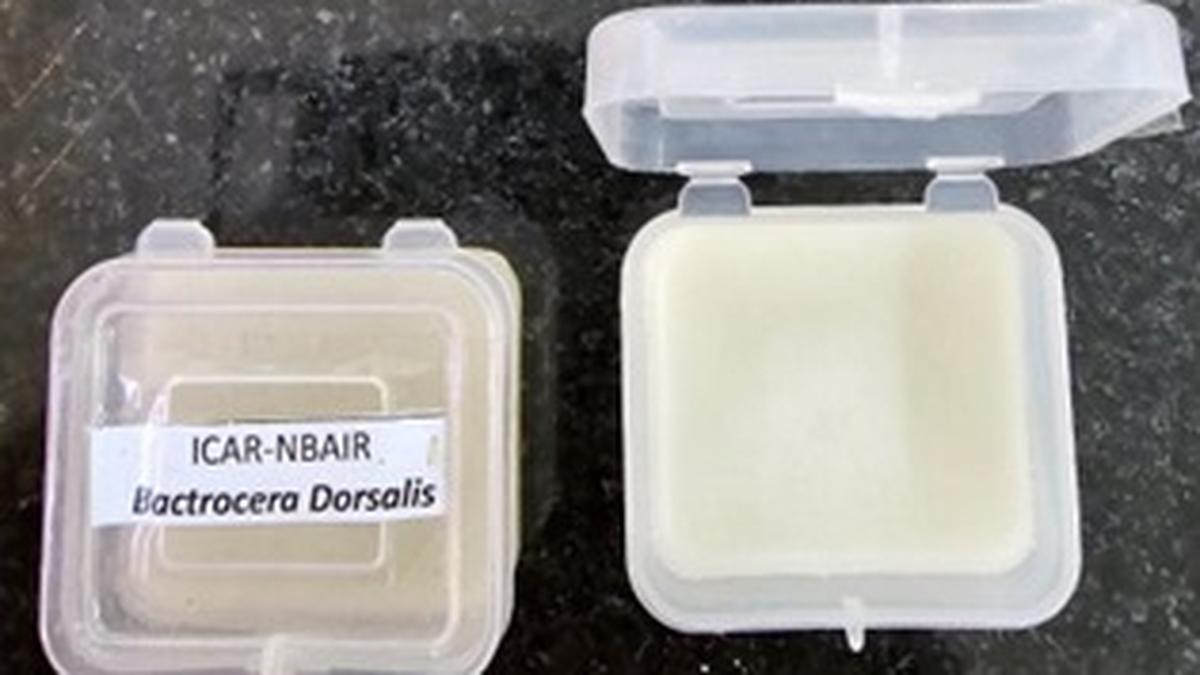 Bengaluru scientists develop affordable fruit fly trap; seek global patents