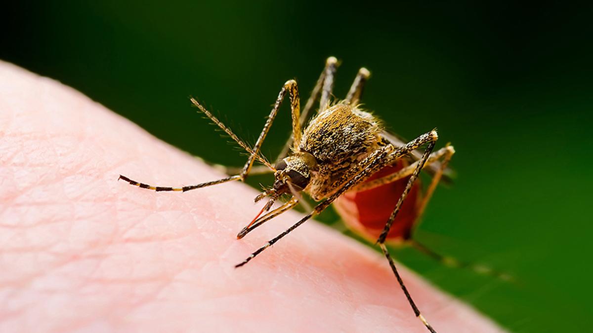 Mosquitoes suck — but should we simply get rid of them?