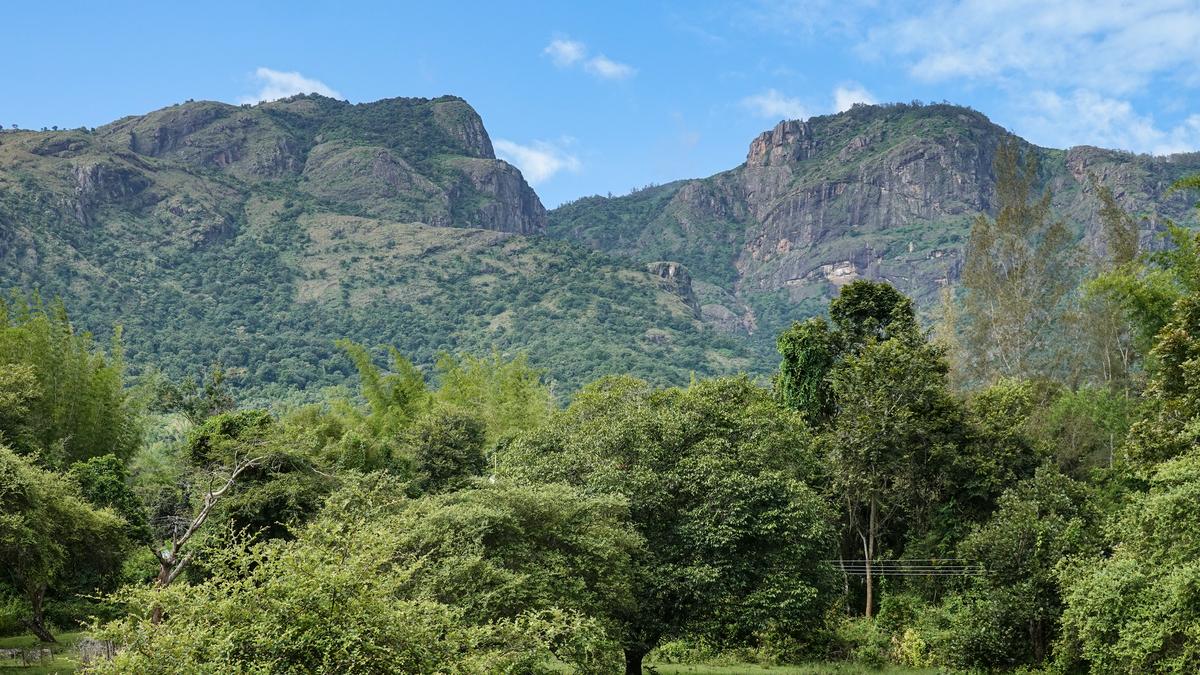 How dead birds, old maps are helping scientists track biodiversity loss