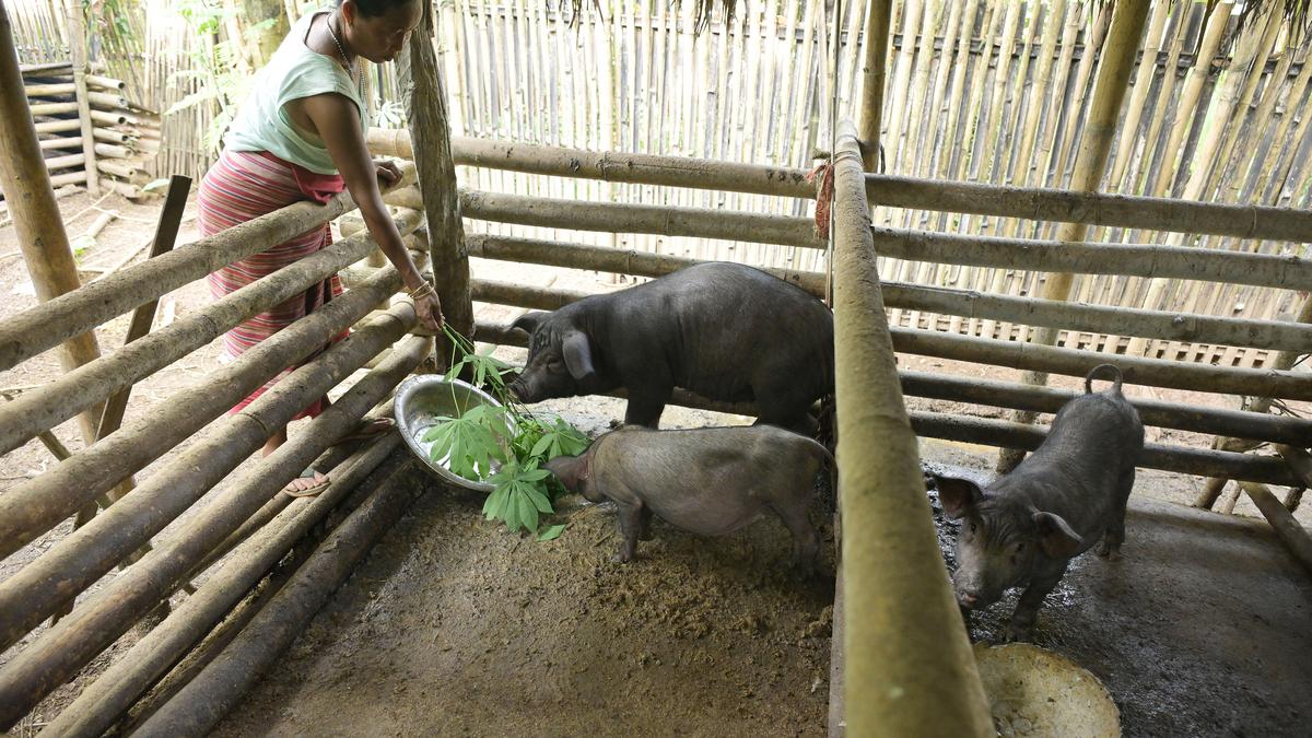 Fatter, more biosecure: Pig mission in Assam’s BTR has European imprint
