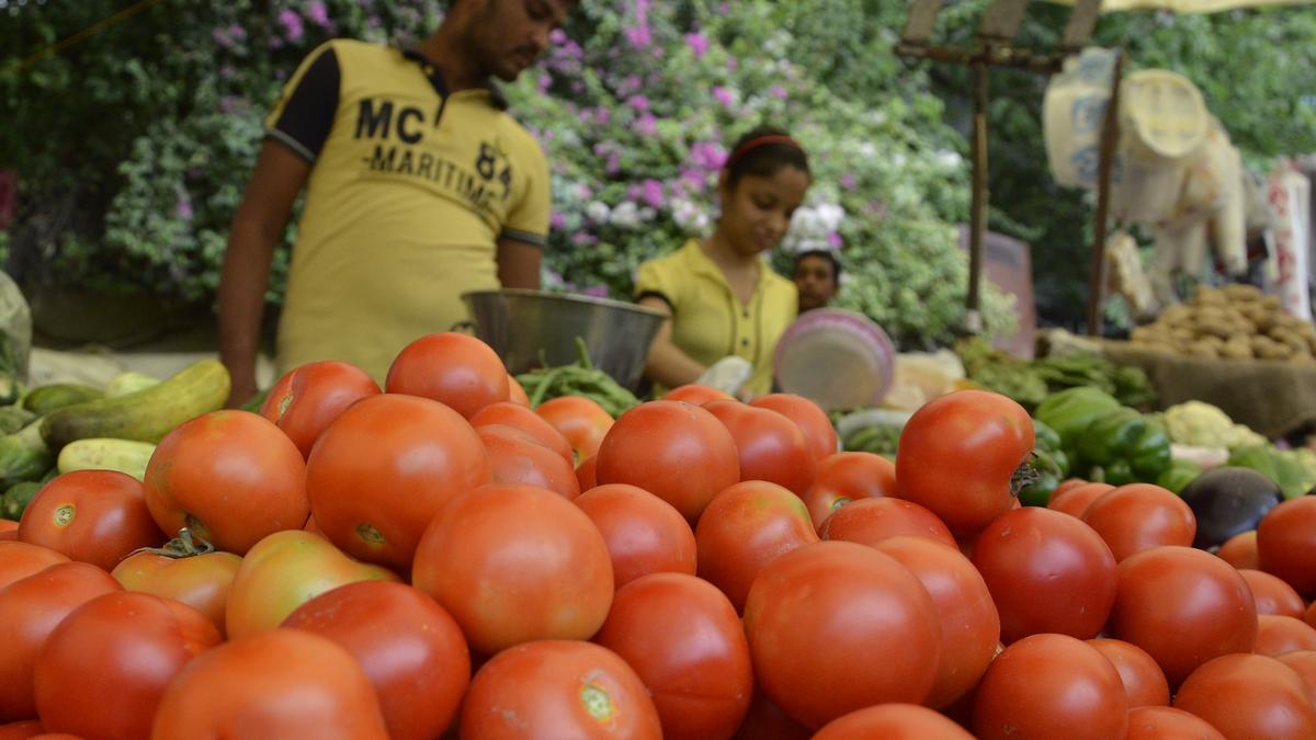 What are nightshades? – The Hindu