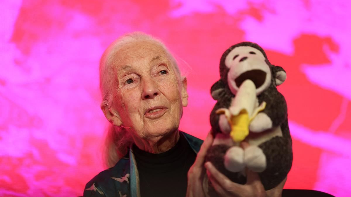 Daily Quiz | On Jane Goodall