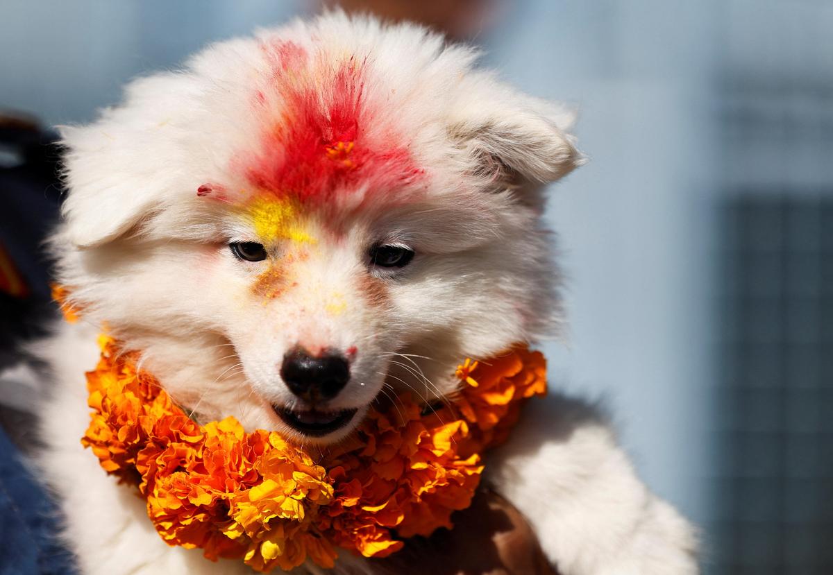 Watch: Nepal’s Kukur Tihar festival honours dogs during Diwali