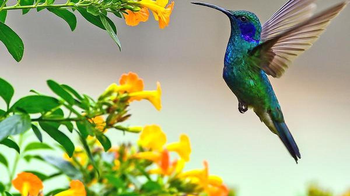 New model finds hovering doesn’t need a complex brain