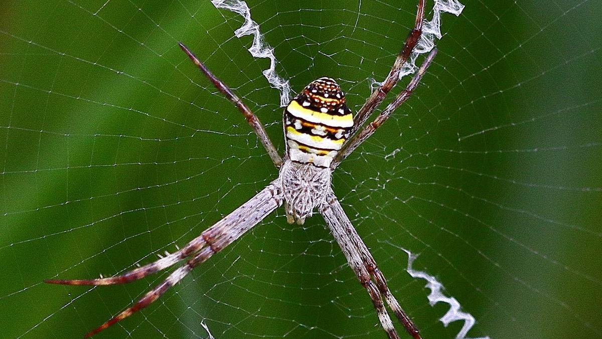 Puzzling spider web decorations revealed to boost prey detection