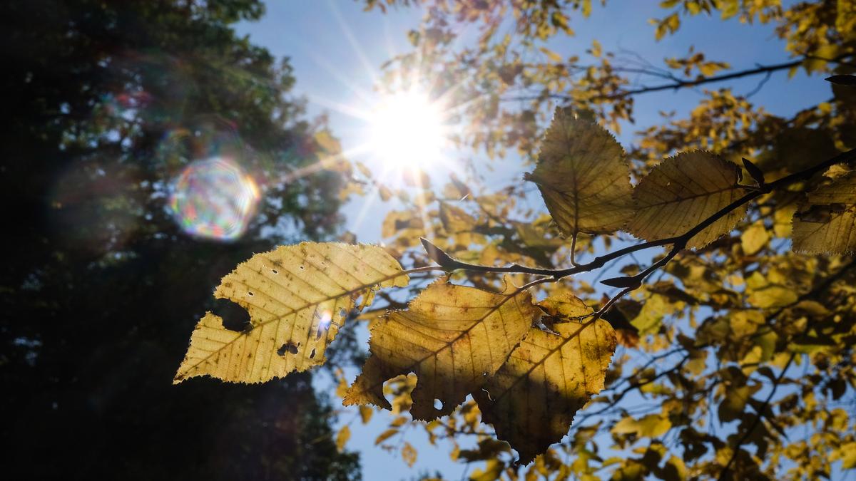 Easy like Sunday morning – The Hindu