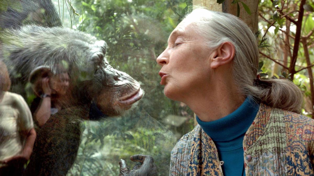 Remembering primatologist Jane Goodall, who should have got the Nobel Peace Prize