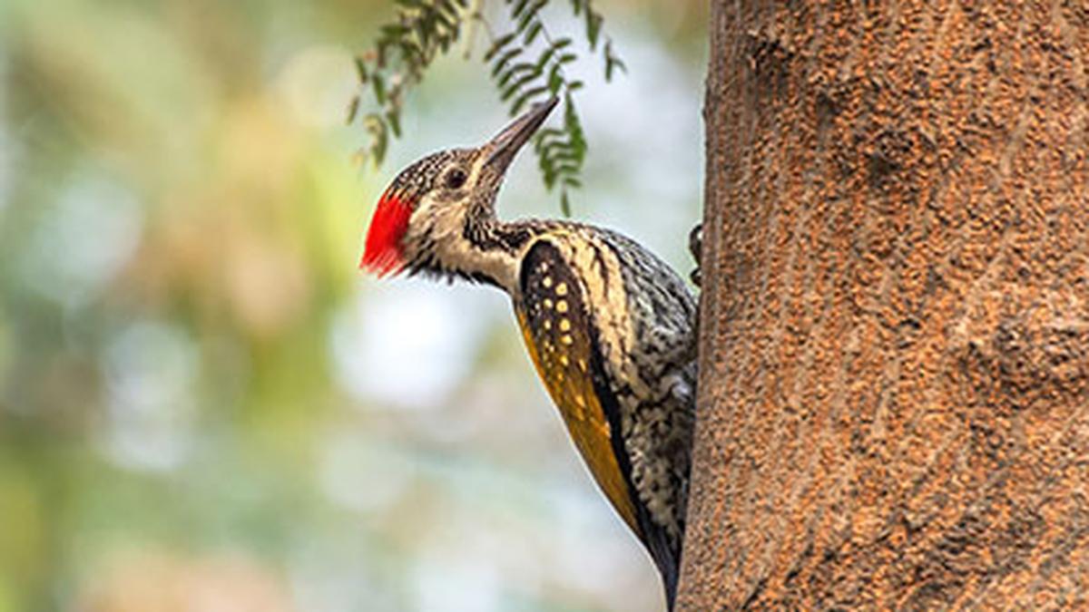 How do woodpeckers protect their brains?