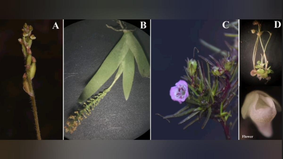 Dharwad botanists discover four new species of plants in Western Ghats