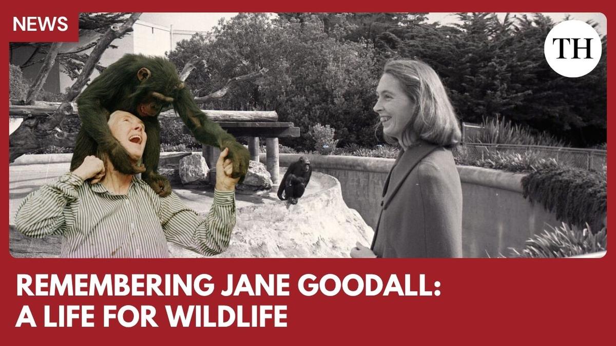 Watch: Jane Goodall, iconic primatologist and conservationist, dies at 91