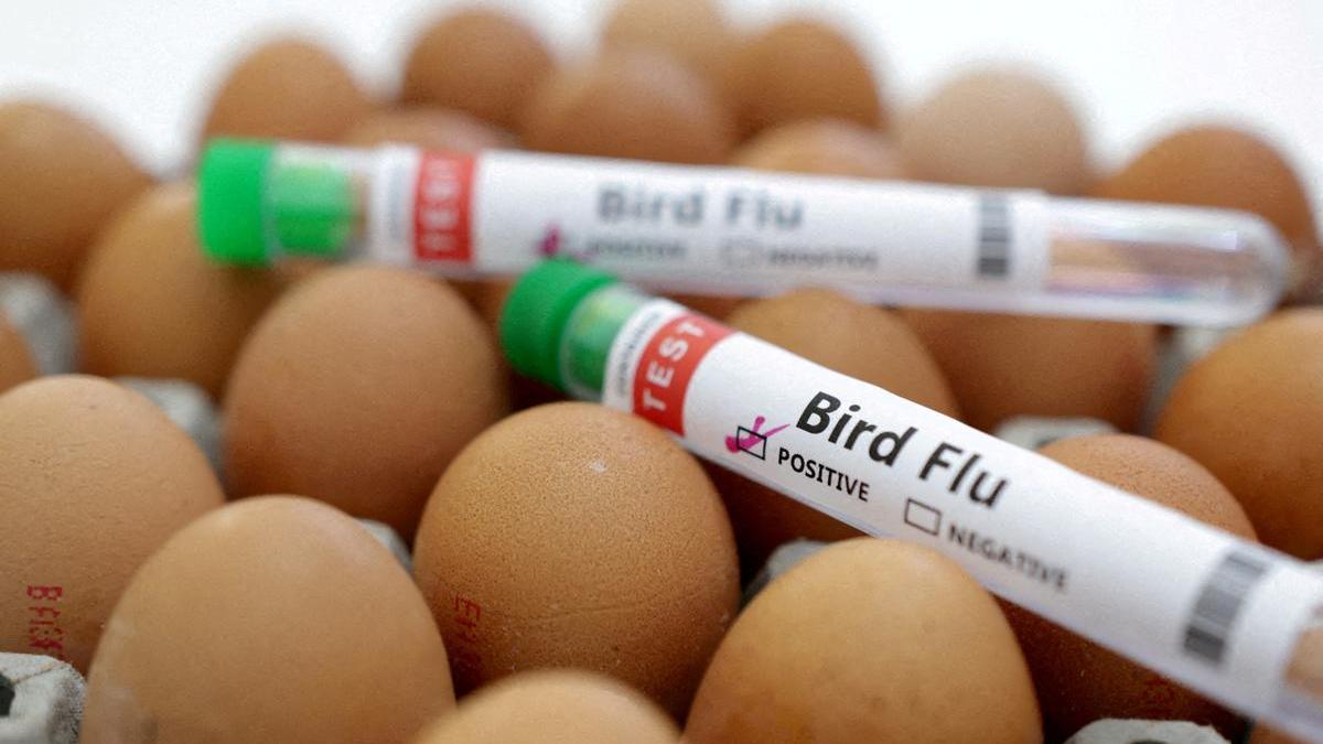 Washington State man believed to be first to die from rare strain of H5N5 bird flu in U.S.