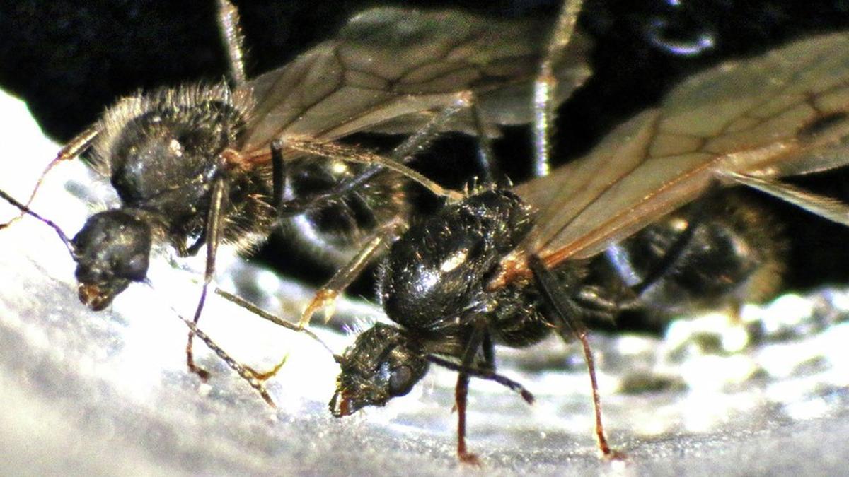 The curious case of the ant queen producing sons of two species