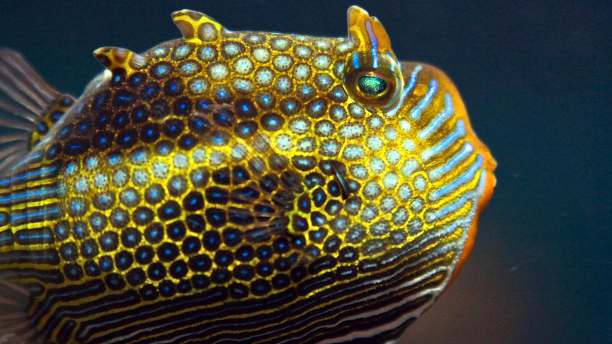 Cell sizes, clumping finally explain how animals form sharp patterns