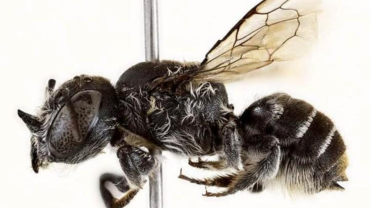 Australian scientists discover new ‘lucifer’ bee with devil-like horns