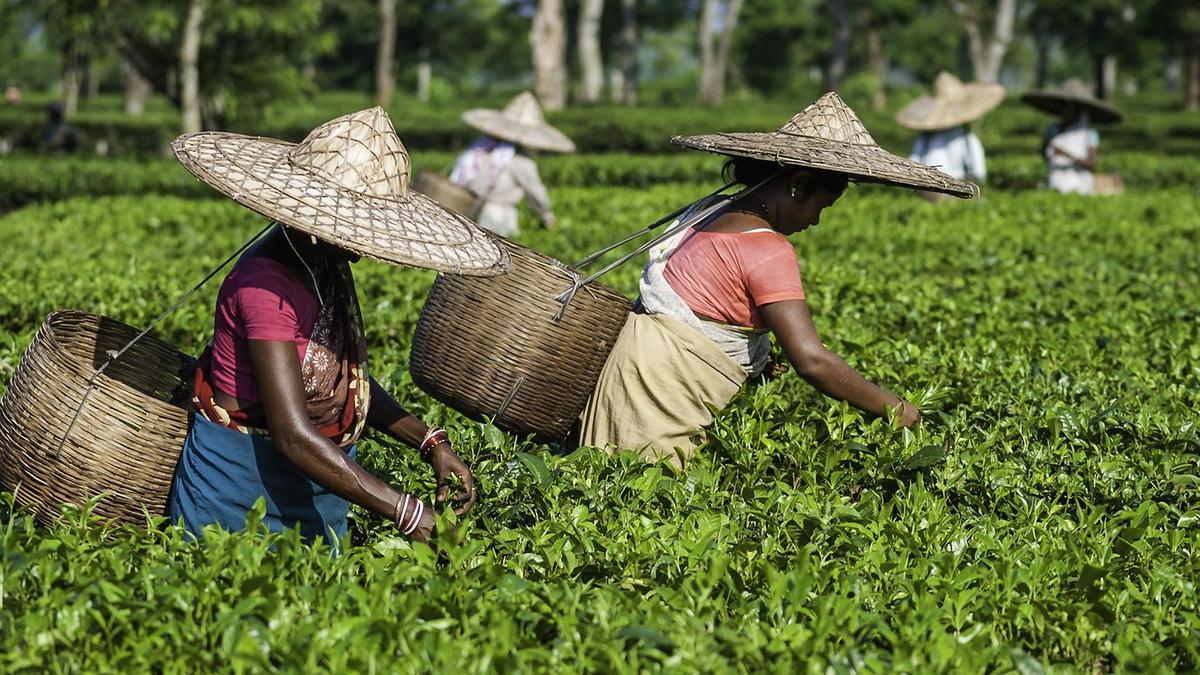 Assam tea planters’ body sets conditions to part with land for labourers