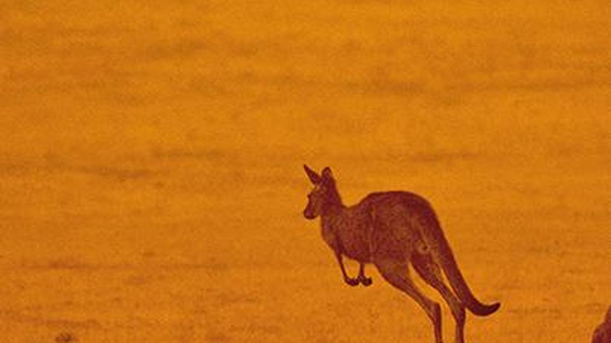Is posture how kangaroos can speed up without burning more energy?