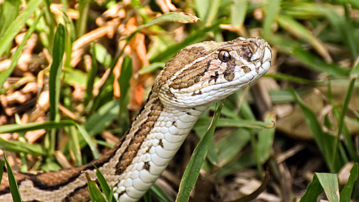 High costs, poor training deepen India’s stinging snakebite toll