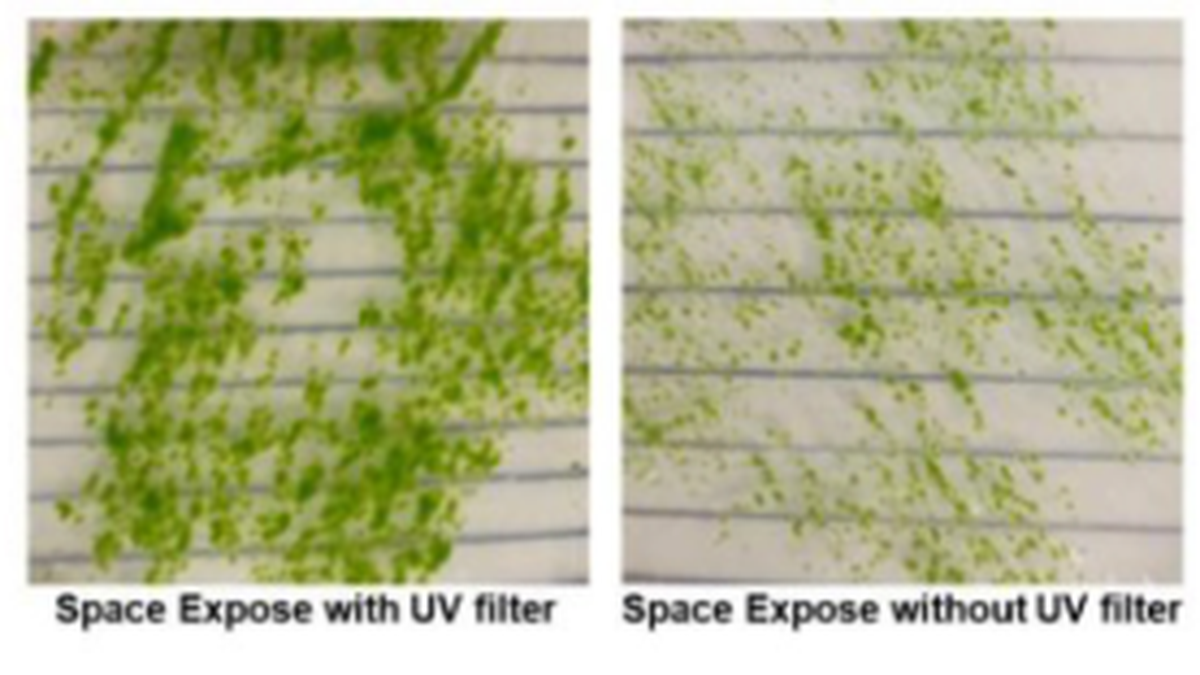 Science for all: Moss spores survive space exposure, challenging life’s bounds