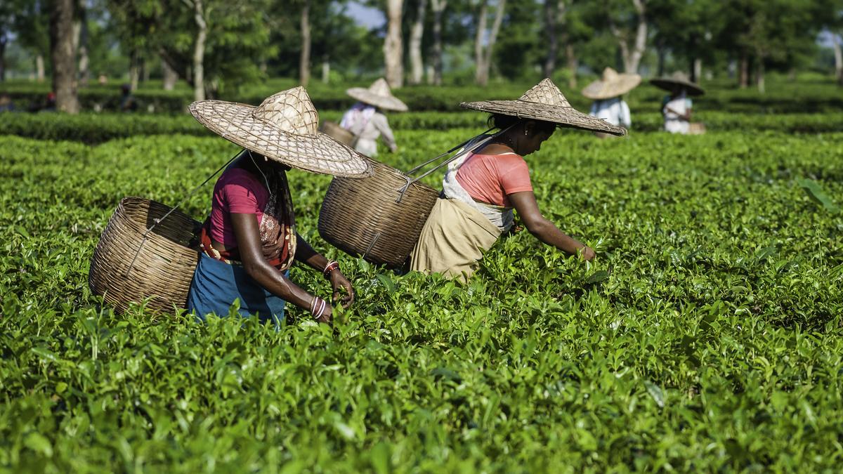 For Assam tea, erratic climate and stagnant prices present a crisis