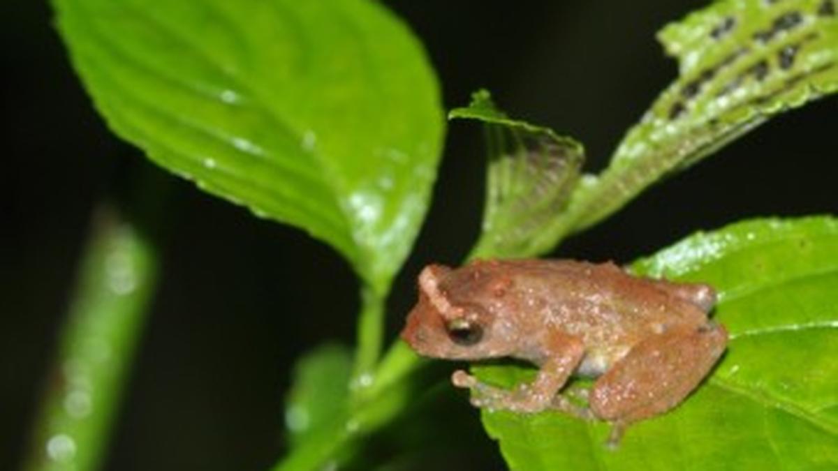 13 new amphibians recorded from northeast