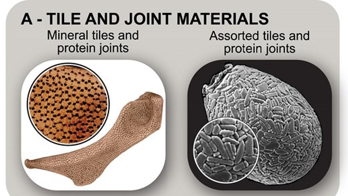 Science for All | New atlas reveals tiled bodies are common across life on earth